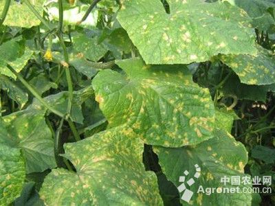 甜瓜花叶病毒病的防治