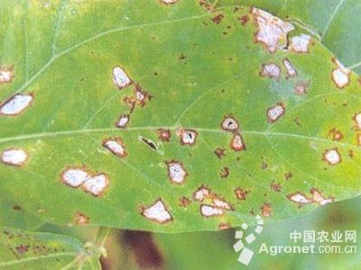 豇豆灰褐斑病的防治