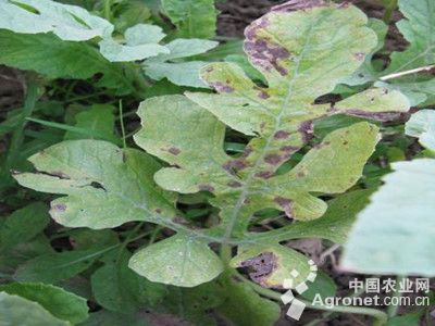 西瓜细菌性黑斑病的防治