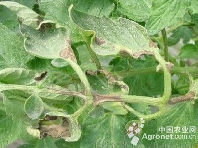 番茄早疫病的防治