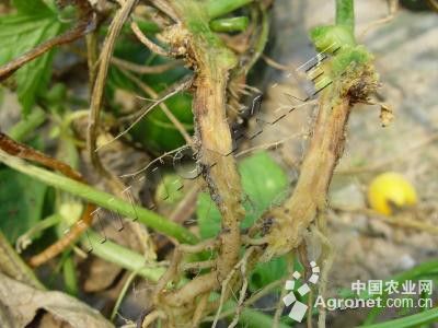 甜瓜枯萎病的防治
