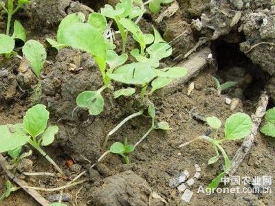 白菜猝倒病的防治
