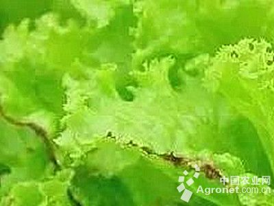 生菜干烧心的防治