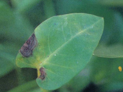 蕹菜炭疽病的防治