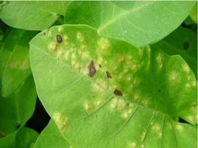 蕹菜炭疽病的防治