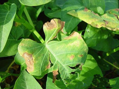 蕹菜腐败病的防治