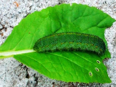 蕹菜菜青虫的防治