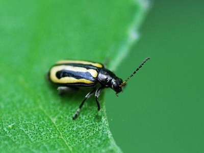 白菜黄条跳甲的防治