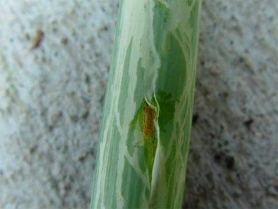 大葱葱蝇的防治