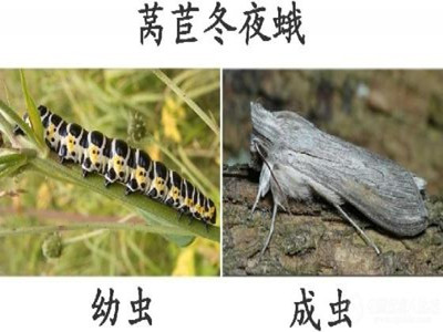 莴苣冬夜蛾的防治
