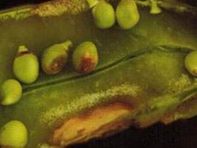 豌豆炭疽病的防治