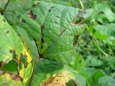 豌豆炭疽病的防治