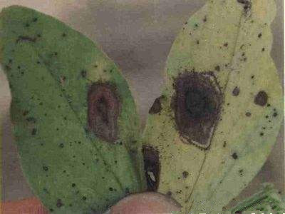 蚕豆疫病的防治