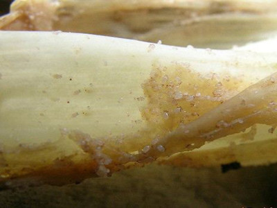 洋葱刺足根螨的防治