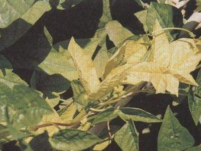 棱豆花叶病毒病的防治