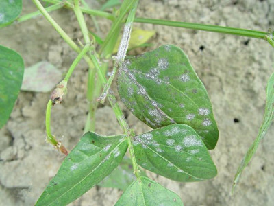 刀豆白粉病的防治