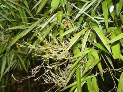 竹笋竹丛枝病的防治