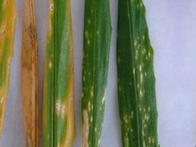 姜白星病的防治