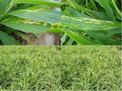 姜斑点病的防治