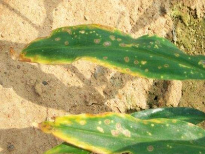 姜斑点病的防治