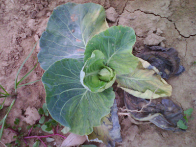 甘蓝枯萎病的防治