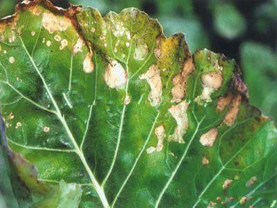 甘蓝环斑病的防治