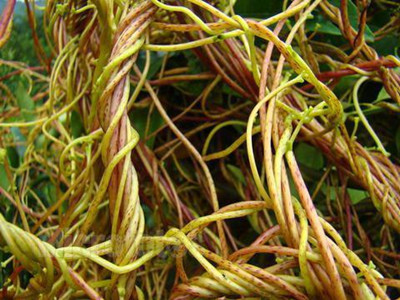 马铃薯菟丝子的防治