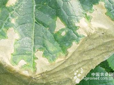 黄瓜氨气危害的防治