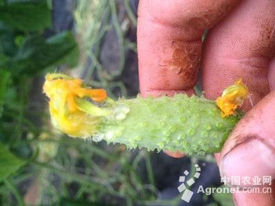 黄瓜果腐病的防治