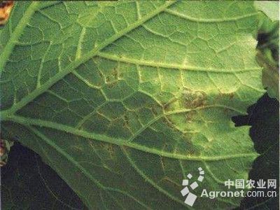 葫芦链格孢黑斑病的防治