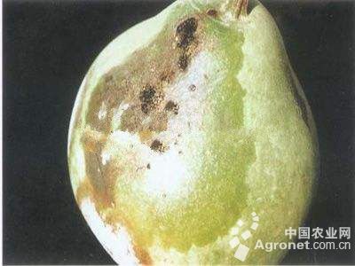 葫芦链格孢黑斑病的防治