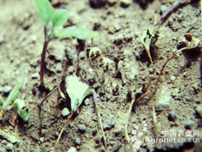 茼蒿猝倒病的防治