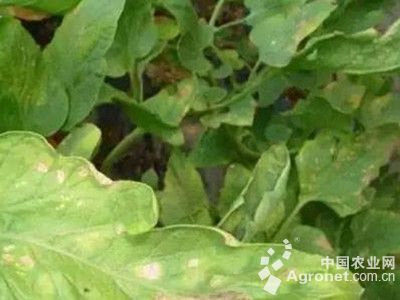 番茄低温障碍的防治