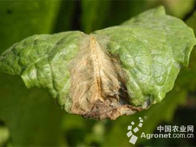莴笋灰霉病的防治