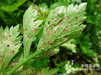 西芹叶斑病的防治
