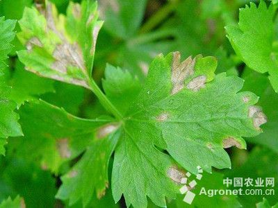 西芹叶斑病的防治