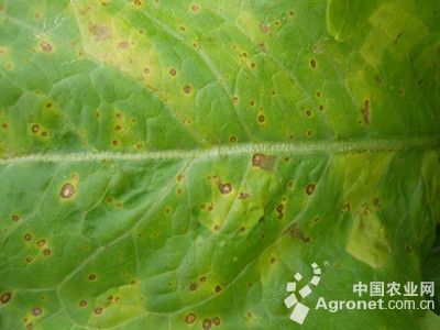 莴笋褐斑病的防治