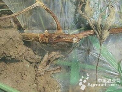 西瓜镰刀菌根腐病的防治
