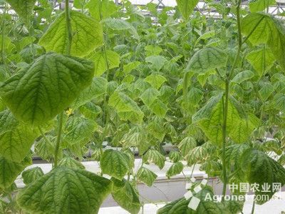 黄瓜低温障碍症的防治