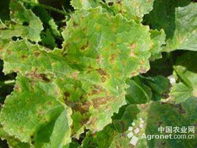 甜瓜叶枯病的防治