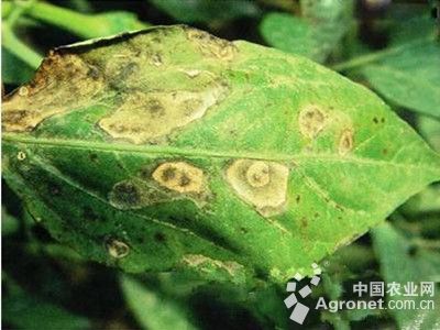 甜椒褐斑病的防治