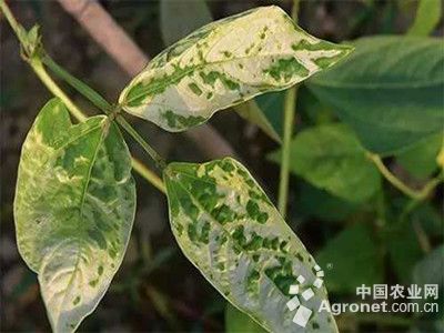 豇豆药害的防治