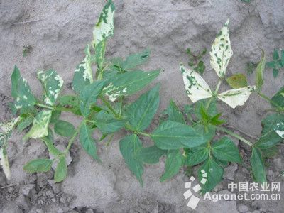 豇豆药害的防治