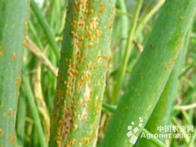 大葱葱锈病的防治