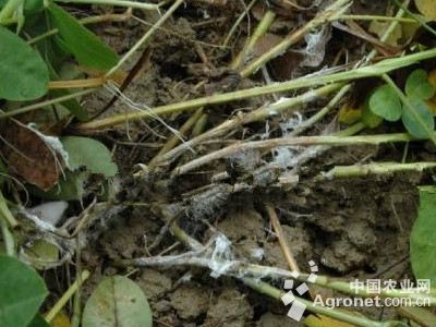 魔芋白绢病的防治
