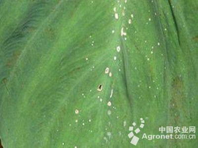芋灰斑病的防治