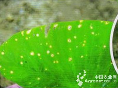 芋灰斑病的防治