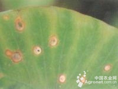 芋灰斑病的防治