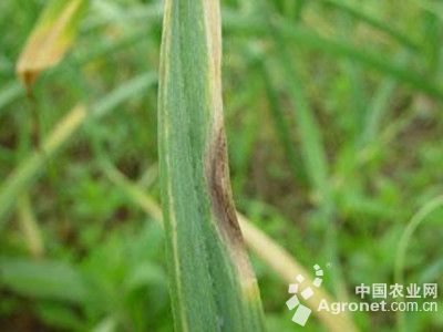 大蒜紫斑病的防治