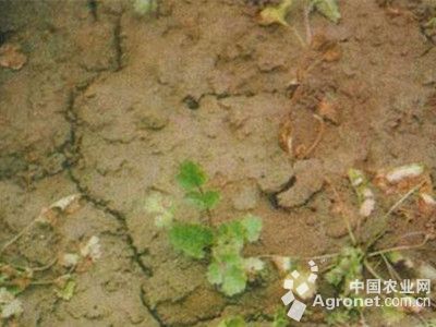 香菜立枯病的防治